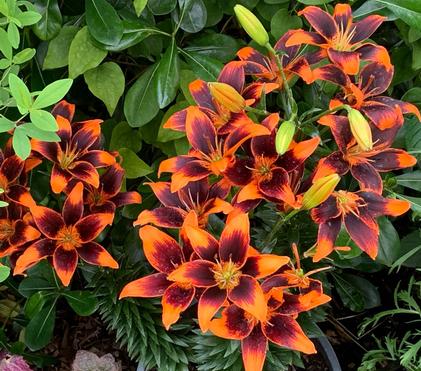 3 Main Reasons Why Perennials Die Over the Winter