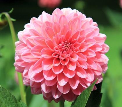 How To Easily Overwinter Dahlias Indoors [Canada]