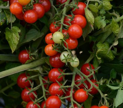 How To Grow Tomatoes in Alberta