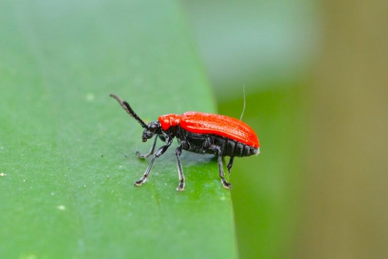 3+ Easy Ways To Get Rid of Scarlet Lily Beetles