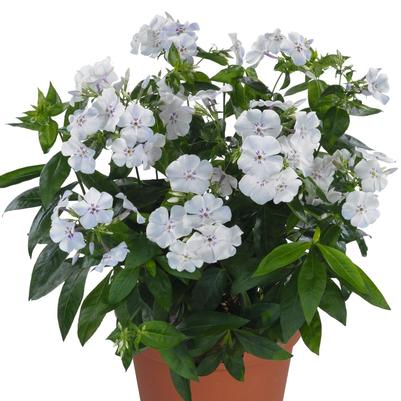 Phlox (per) paniculata Light Blue