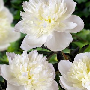 Paeonia Duchess de Nemours