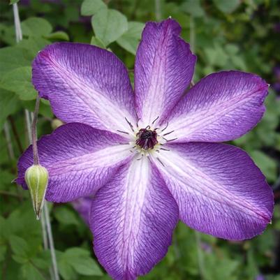 Clematis Venosa Violacea