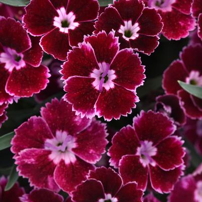 Dianthus (per) Ruby Edge