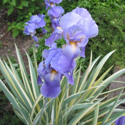 Iris pallida Albovariegata