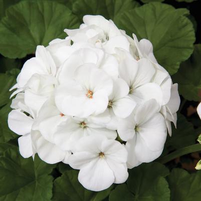 Geranium - Seed White