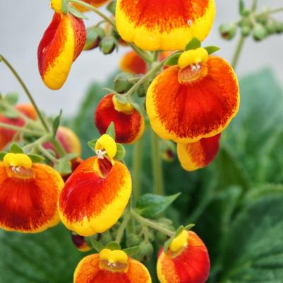 Calceolaria Calynopsis™ Yellow Red