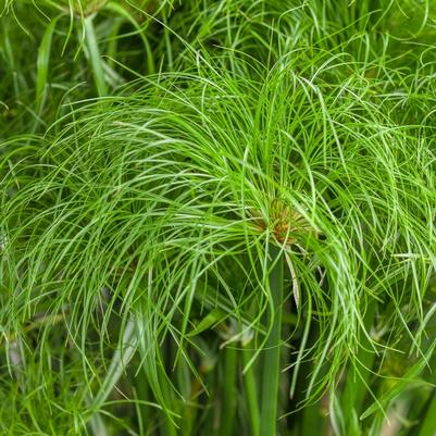 Cyperus papyrus Graceful Grasses® Prince Tut™