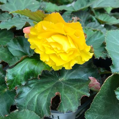 Begonia Nonstop® Yellow w/Red Back