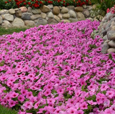Petunia Easy Wave® Pink Passion