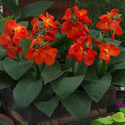 Canna South Pacific Scarlet