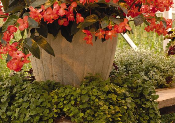 Begonia Container