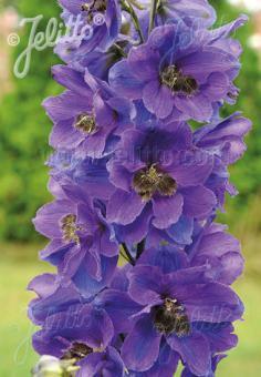 Delphinium Black Knight