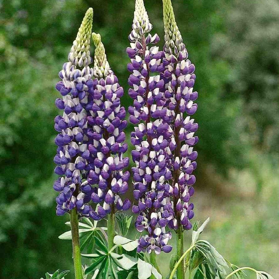 Lupinus polyphyllus Russell Hybrid The Governor