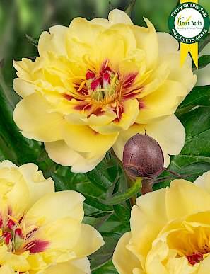 Paeonia Yellow Waterlily