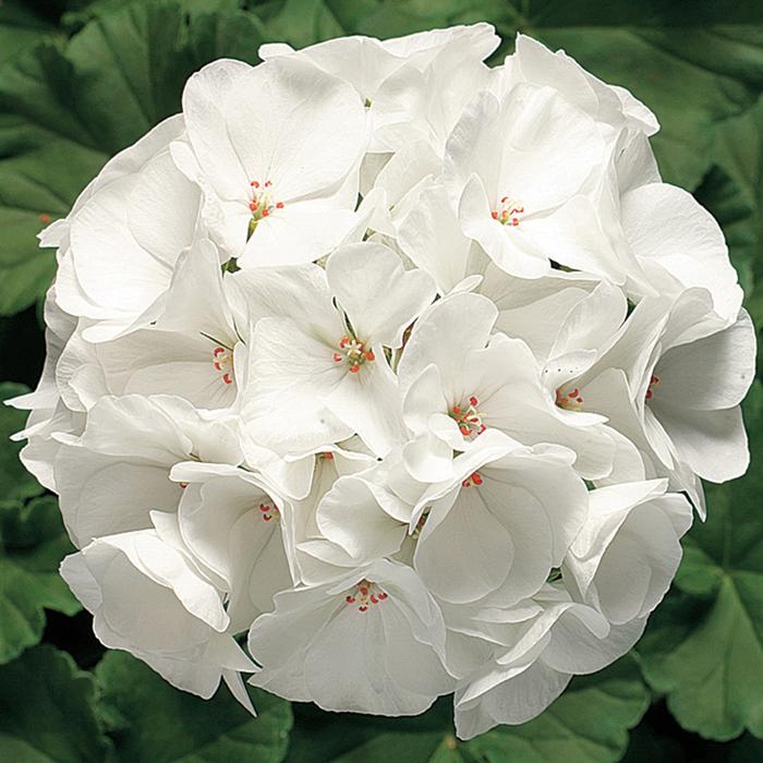 Geranium - Seed Ringo 2000™ White