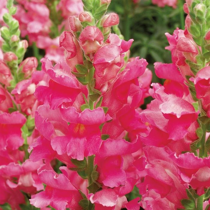 Snapdragon Liberty Classic™ Rose Pink