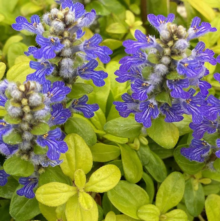 Ajuga Feathered Friends™ Cordial Canary