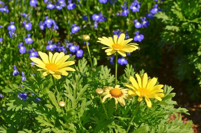 Argyranthemum Beauty Yellow