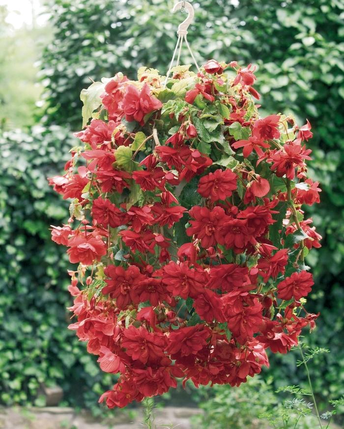 Begonia Illumination® Scarlet