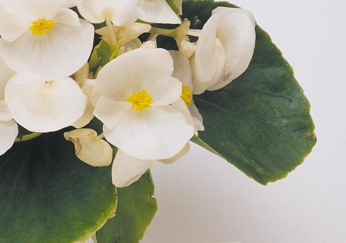 Fibrous Begonia Prelude Plus White
