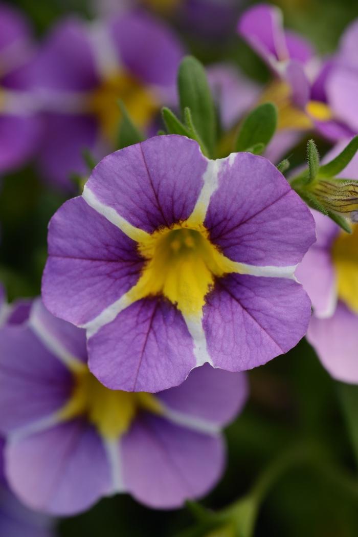 Calibrachoa MiniFamous® Uno Violet Star