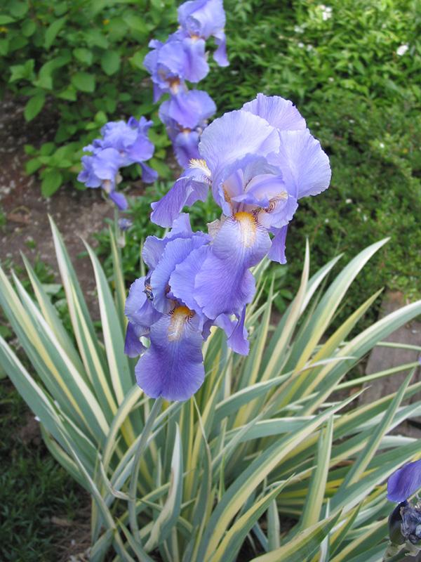 Iris pallida Albo Variegata