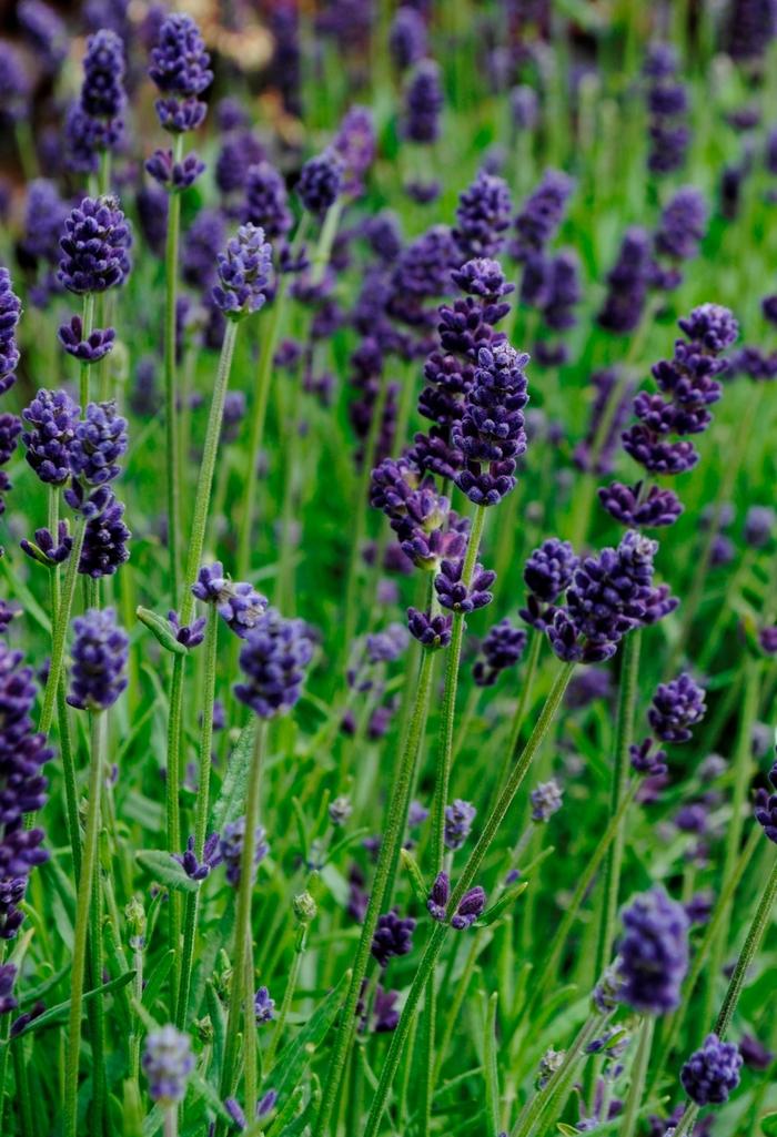 Lavender Lavance Deep Purple