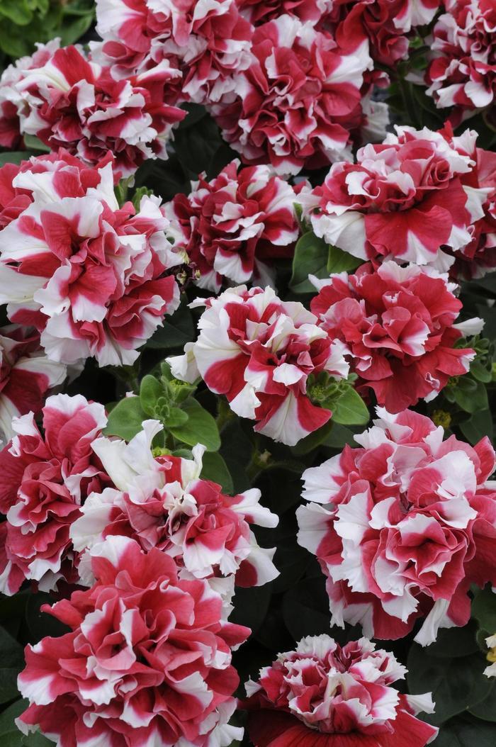 Petunia Double Madness™ Red and White