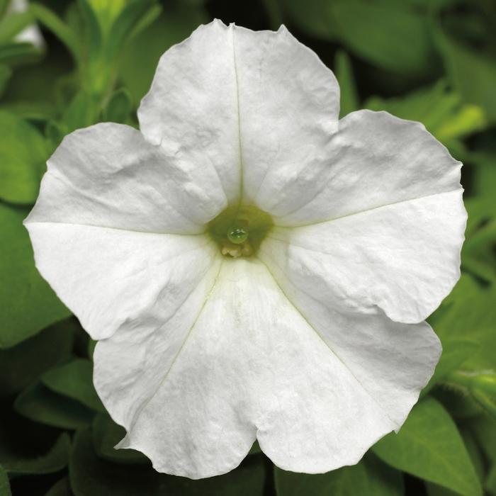 Petunia Picobella™ White
