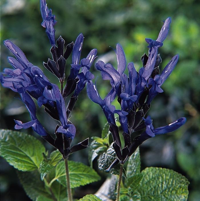 Salvia Black & Blue
