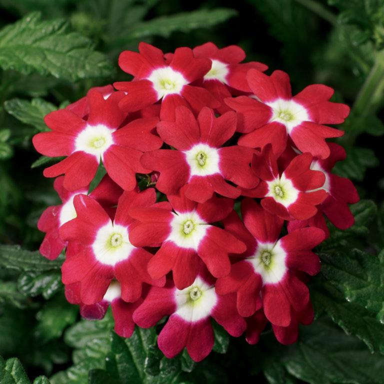 Verbena Obsession™ Red with Eye