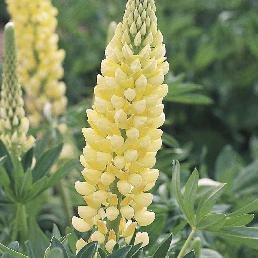 Lupinus polyphyllus Russell Chandelier