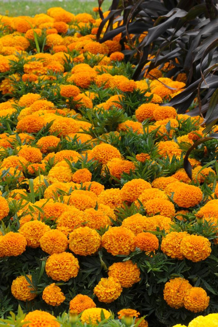 Marigold Taishan Orange