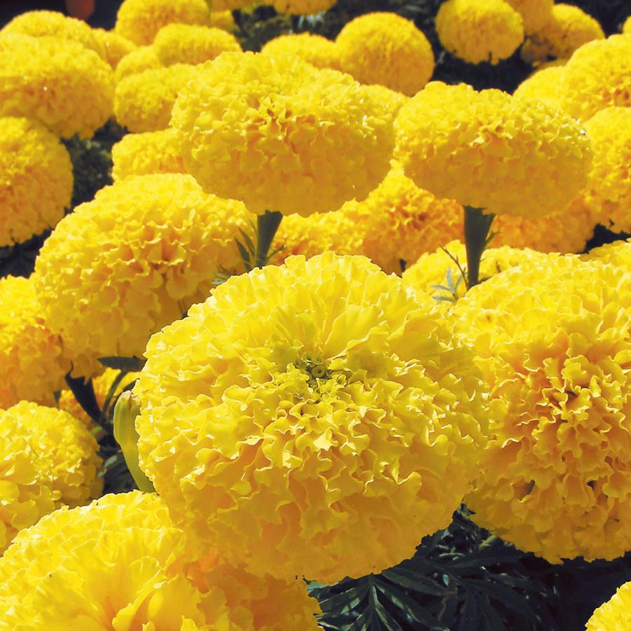 Marigold Bali Yellow