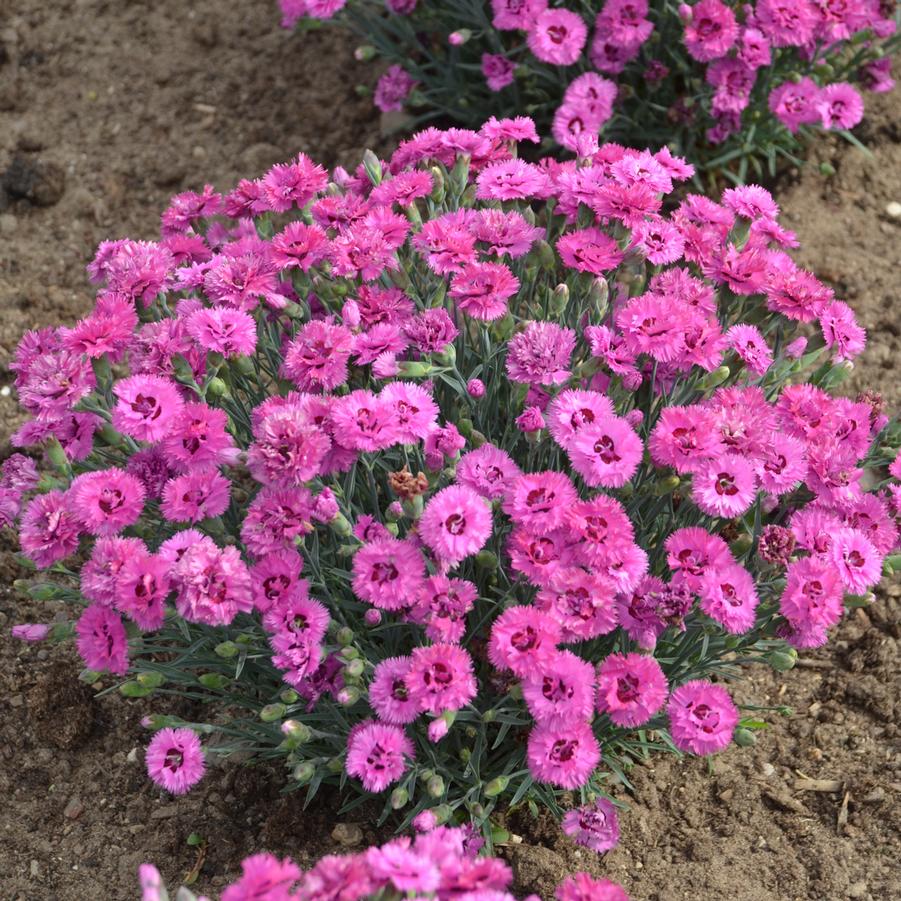 Dianthus Pretty Poppers® Goody Gumdrops