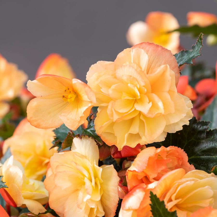 Begonia I'conia Scentiment Peachy Keen