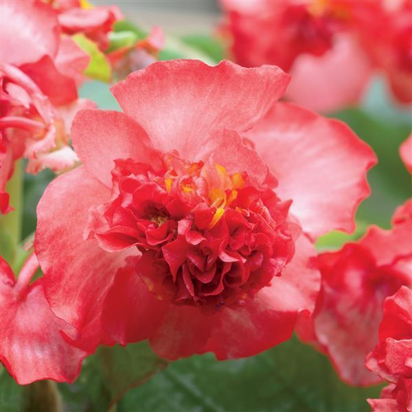 Begonia Fibrous Fiona Red
