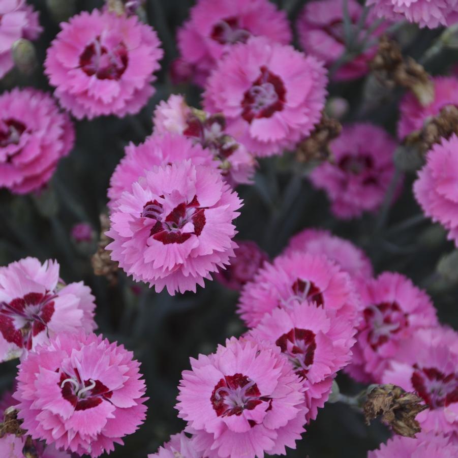 Dianthus Pretty Poppers® Cute as a Button