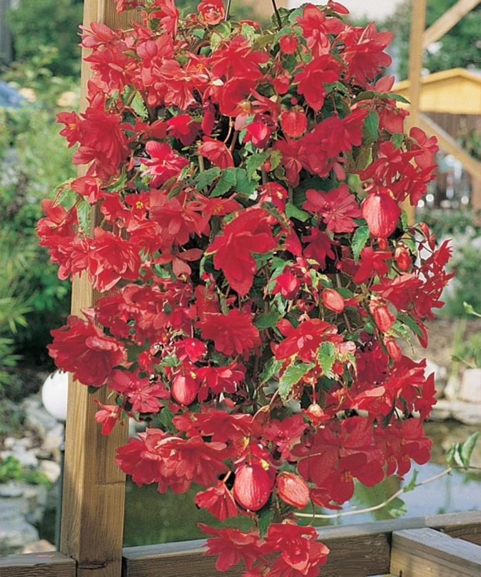 Begonia Illumination® Rose