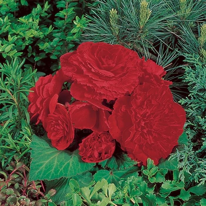 Begonia Illumination® Scarlet