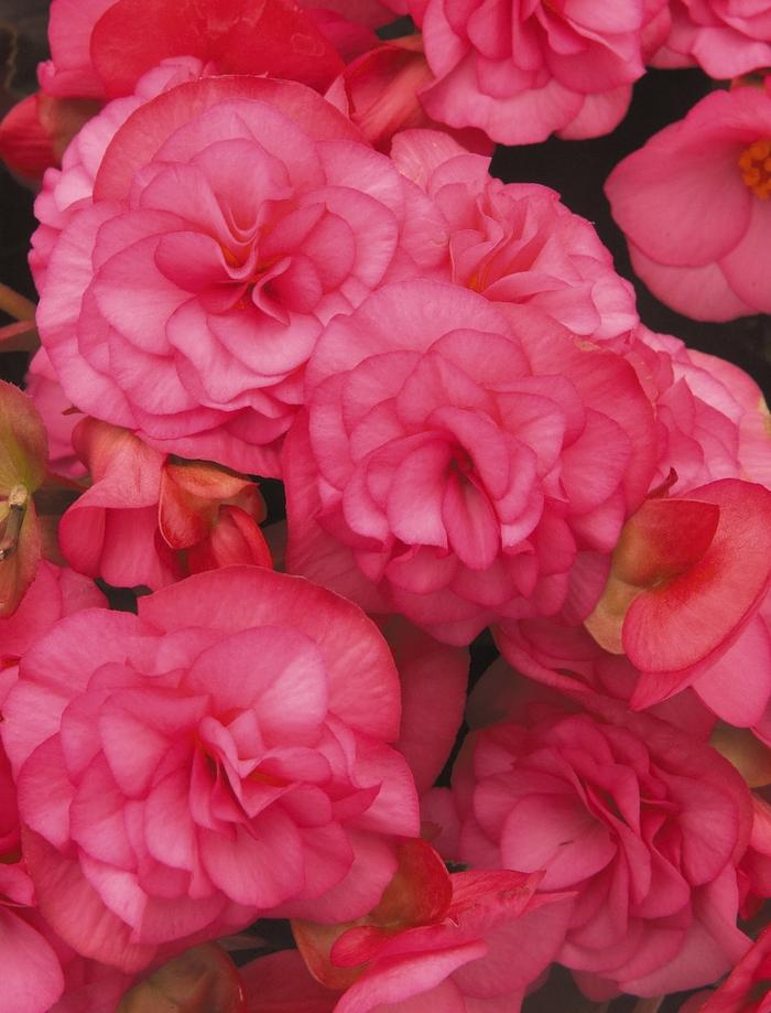 Begonia Solenia® Light Pink