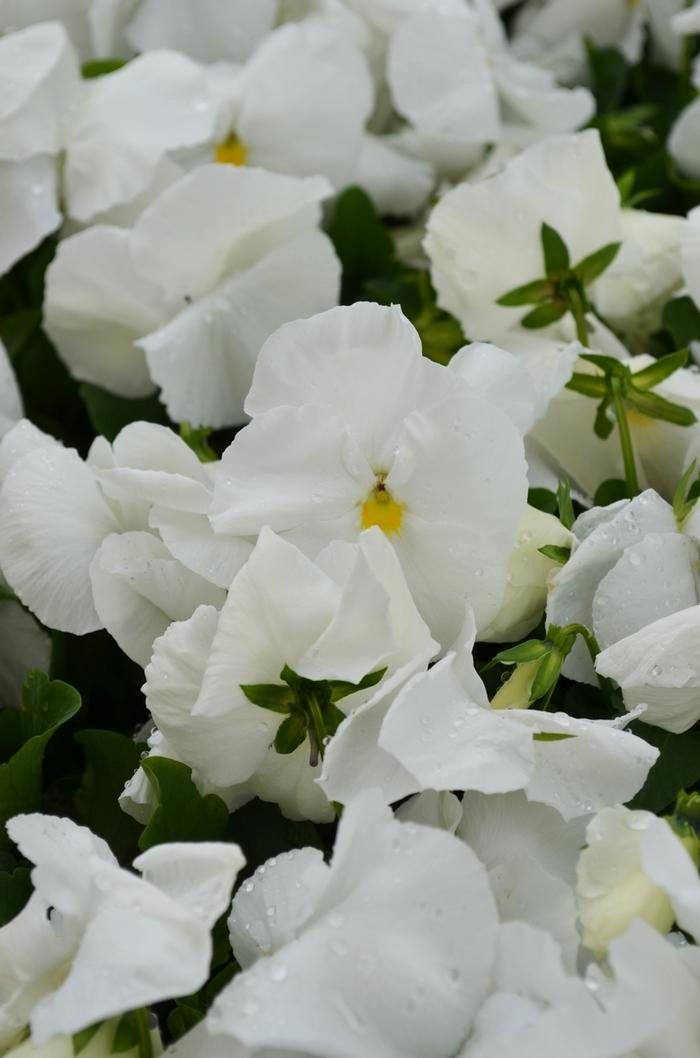Pansy Spring Matrix® White