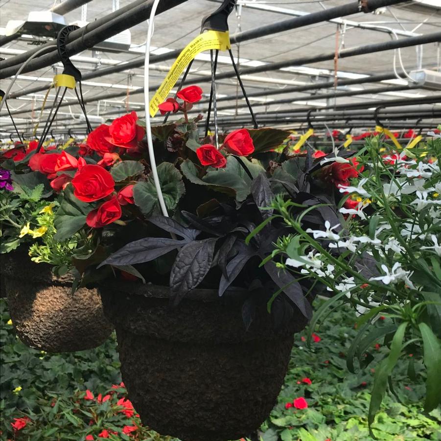 Hanging Basket: Solenia Begonia 