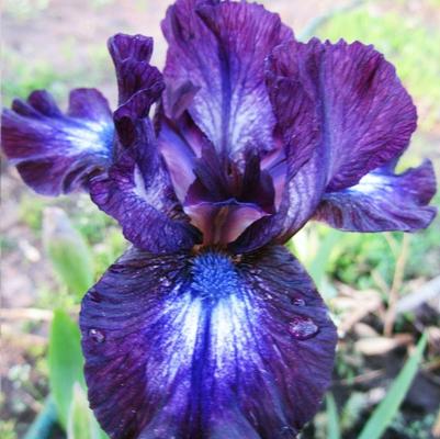 Iris pumila Larrikin