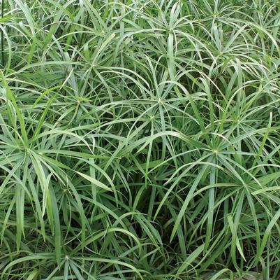 Cyperus involucratus Graceful Grasses® Baby Tut®