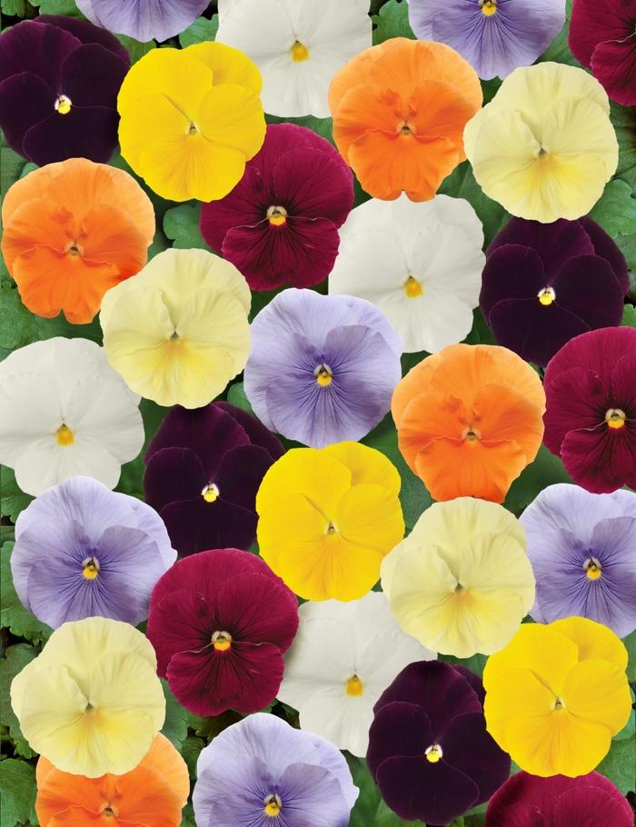 Pansy Spring Matrix® Clear Mix