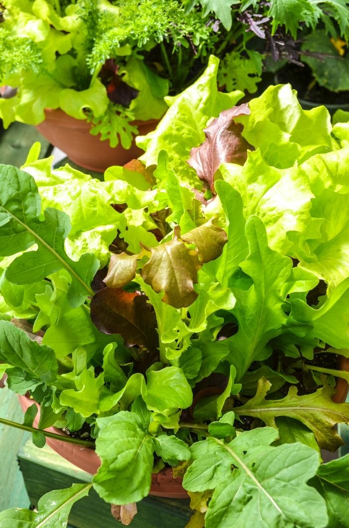 Lettuce Simply Salad City Garden Lettuce Mix