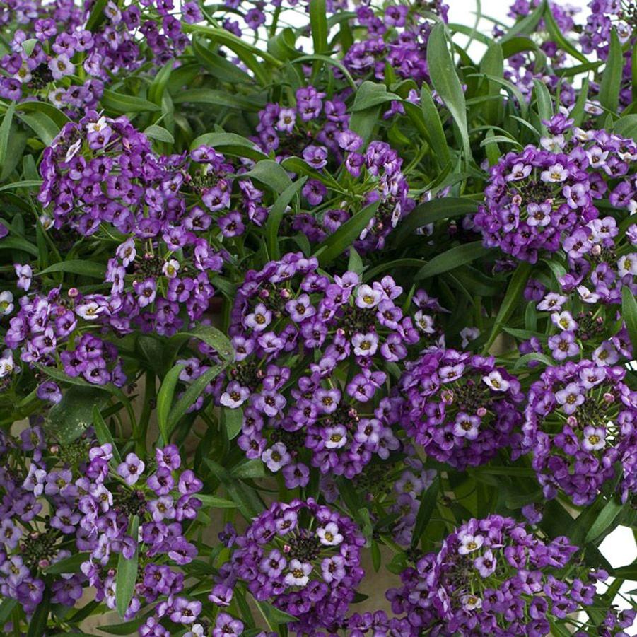 Lobularia Lavender Stream