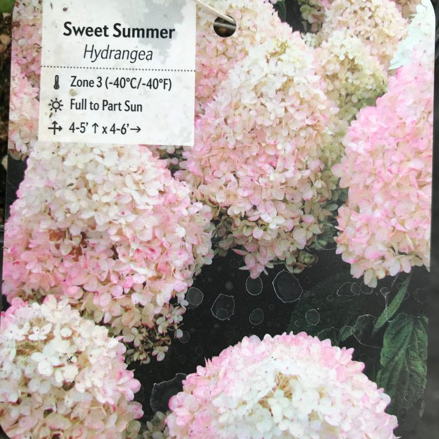 Hydrangea paniculata Sweet Summer